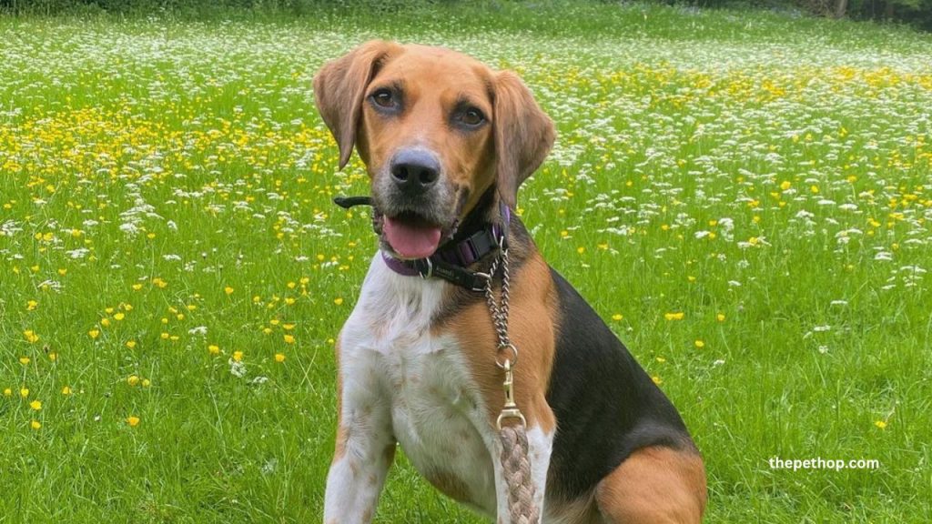 english foxhound dog breed guide