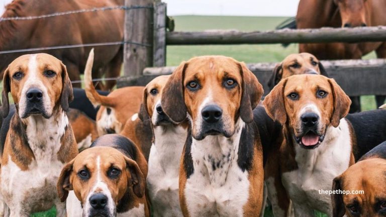English Foxhound Dog Breed Guide