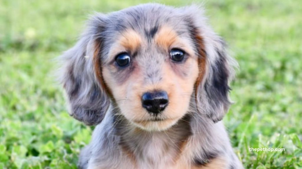 miniature dachshund 