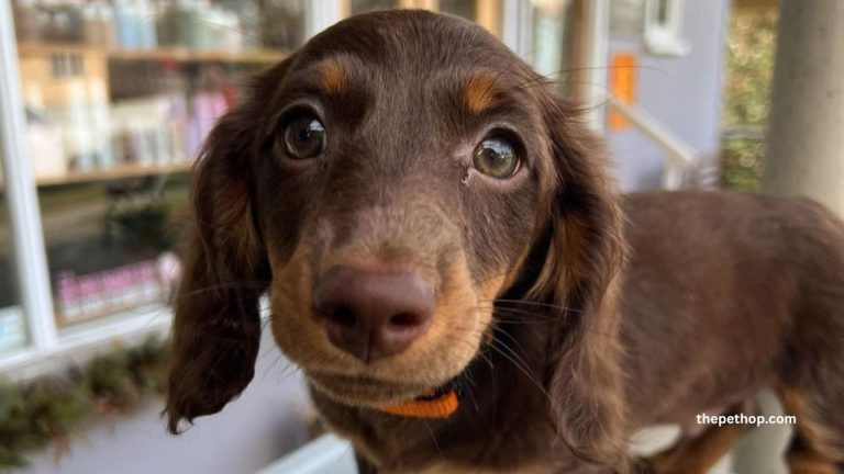 Miniature Dachshund Dog Breed Guide