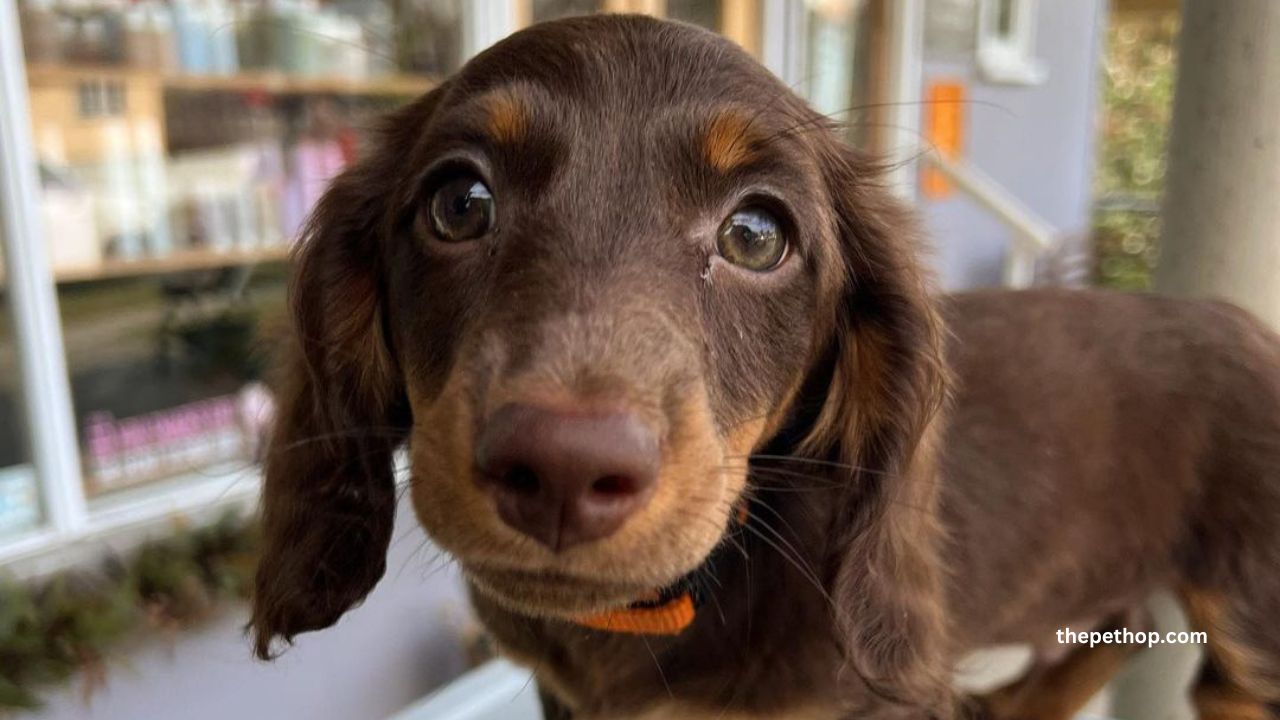 miniature dachshund dog breed