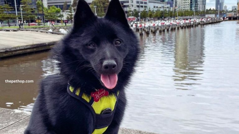 Schipperke Dog Breed Guide With Pictures